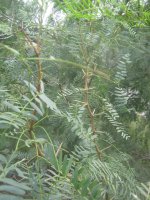 IMG_3742.JPG
