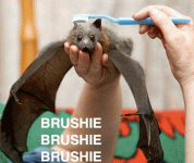 brushiebat.gif