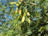 Acacia+albida+in+Zambia.jpg