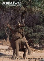 African-elephant-browsing-on-ana-tree.jpg