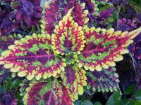 coleus.jpg