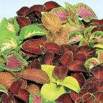 Coleus-1.jpg