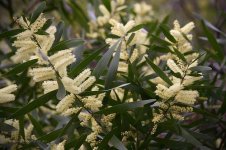 acacia-longifolia-la-trobe-2012.jpg