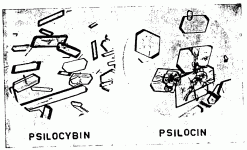 microscope+images.gif
