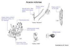 Avictoriae+taxonomy.jpg