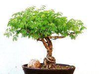 acacia-bonsai.jpg