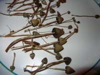 DSCN2432.JPG