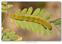 Eurema_m_mexicana_last_instar_on_Acacia_angustissima_USA_ARIZONA_Pima_Co_Tucson_18-XII-2010_BR...JPG