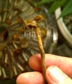IMAG0236.jpg