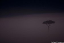 Acacia+in+the+Mist%2C+Kenya.jpg