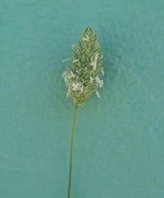 002863-phalaris-brachystachys.jpg
