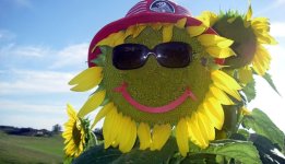 sunflower-man.jpg