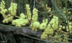 acacia_mucronata.jpg
