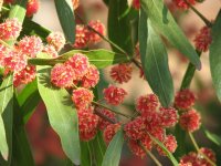 Acacia_leprosa_Scarlet_Blaze_flowers.jpg