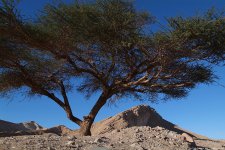 acacia-tortillis-sinai-jpg.jpg