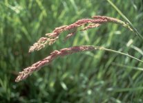 Phalaris_arundinacea%2CI_TQBH5650.jpg