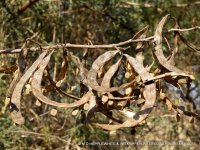 Acacia-karoo-pods.jpg