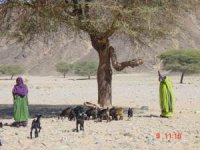 Two+Bedouin+women+shaking+a+tree+of+acacia+raddiana+to+feed+their+goats+leaves+and+nutritive+l...JPG