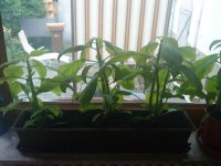 My+Salvia+Plants.JPG