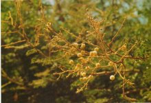 Acacia+leucaphloea+flowers.jpg