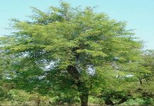 05Mrigashiras_tree_Acacia.jpg