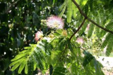 mimosa_tree(1).jpg