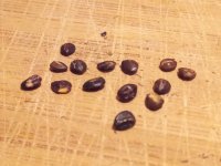 01_seeds.jpg