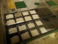 05_seedlingtray.jpg