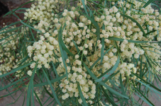 Swamp+Wattle+-+Acacia+retionodes.png