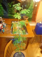 DSC05004.JPG