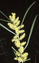 Acacia_mucronata_subsp_longifolia_2-060.jpg