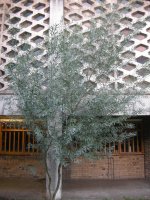 acacia-retinodes-e1326358112128.jpg
