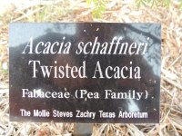 Acacai+rigidula%2C+berlandieri%2C+twisted%2C+farnesiana%2C+and+greggii+096.JPG