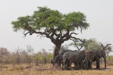 acacia_tree_africa_elephants.jpg