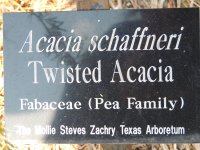 Acacai+rigidula%2C+berlandieri%2C+twisted%2C+farnesiana%2C+and+greggii+106.JPG