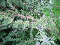 250px-Acacia-schaffneri-thorns.jpg