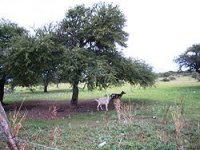 250px-Acacia-schaffneri-goat-forage.jpg