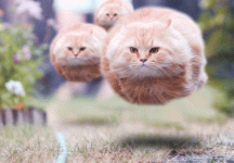 HoveringCats.Gif