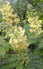 33-Caesalpinia_Sepiaria.jpg
