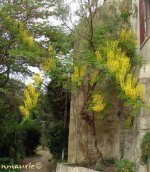 caesalpinia_sepiaria1.jpg