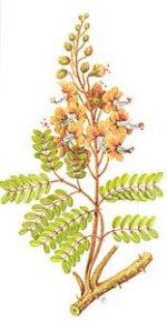 33-caesalpinia_sepiaria-300.jpg