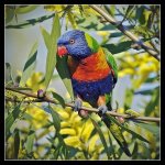 rainbow+lorikeet%2Bacacia.jpg