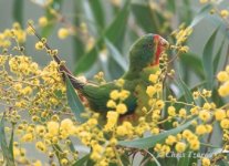Swift_parrot_CTzaros341_feeding.jpg