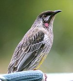 Wattlebird_Red2_Dabb.jpg