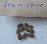 Acacia+karroo+seeds.JPG