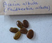 Acacia+albida.JPG
