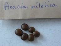 Acacia+nilotica+seeds.JPG