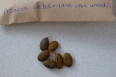 Acacia+sieberiana+var+woodii.JPG