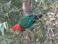 king-parrot-feeding-acacia-fimbriata-15-oct-12.jpg