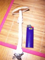 100_7435.JPG